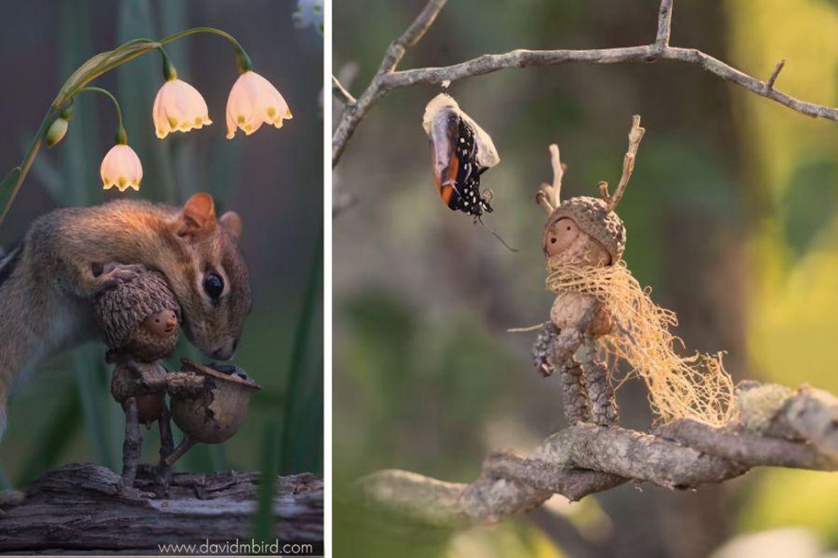 acorn creatures interacting with wildlife