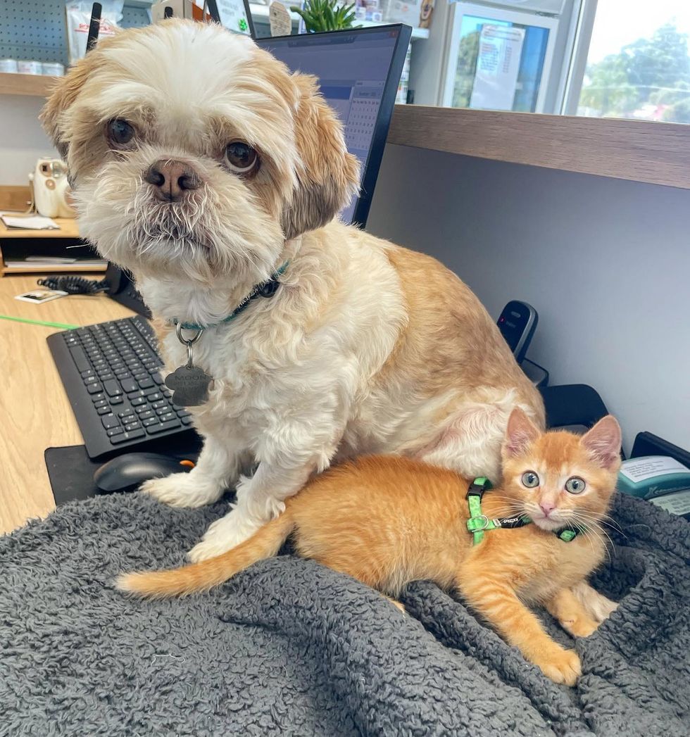 dog kitten friends vet