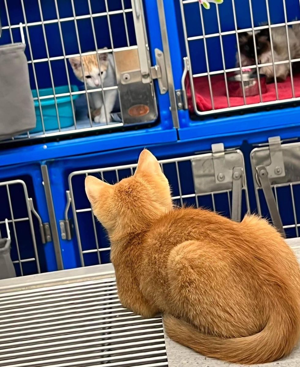 kitten supervise at vet