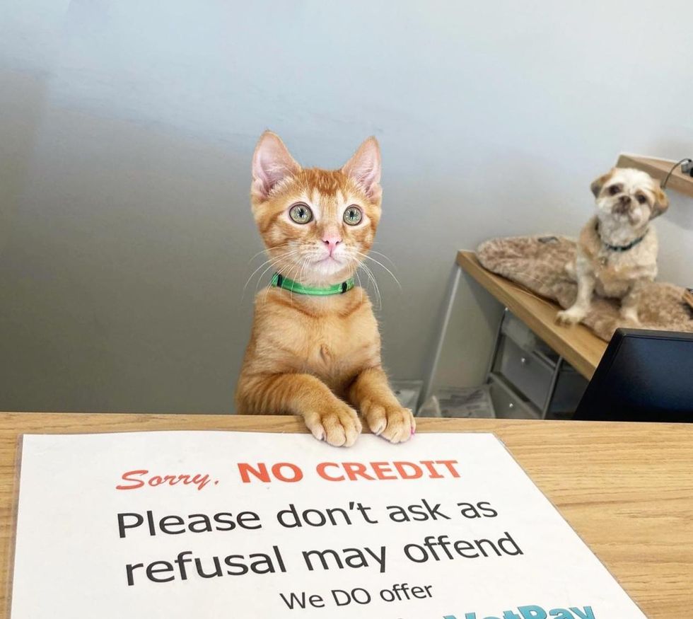 clinic cat orange kitten