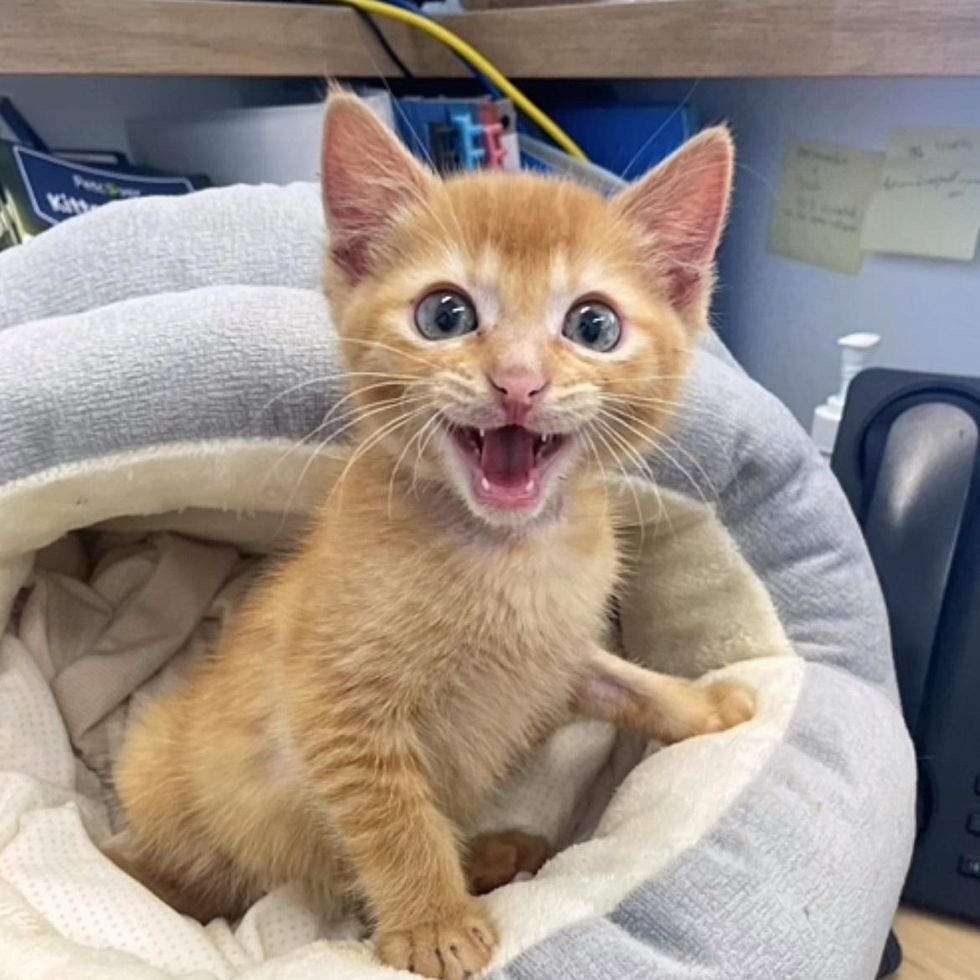 cute kitten yelling