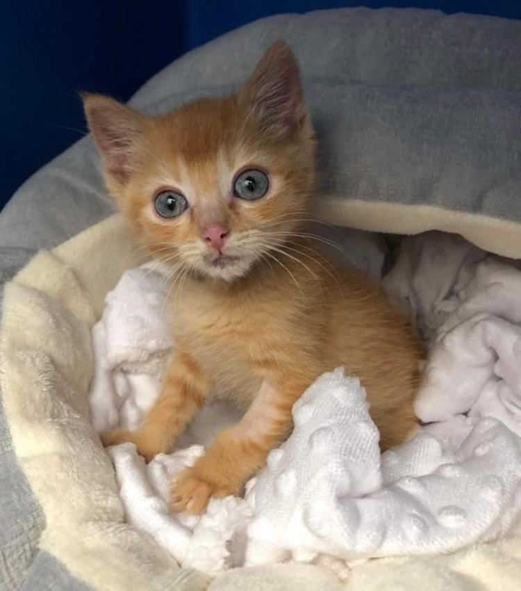 kitten kneading soft bed