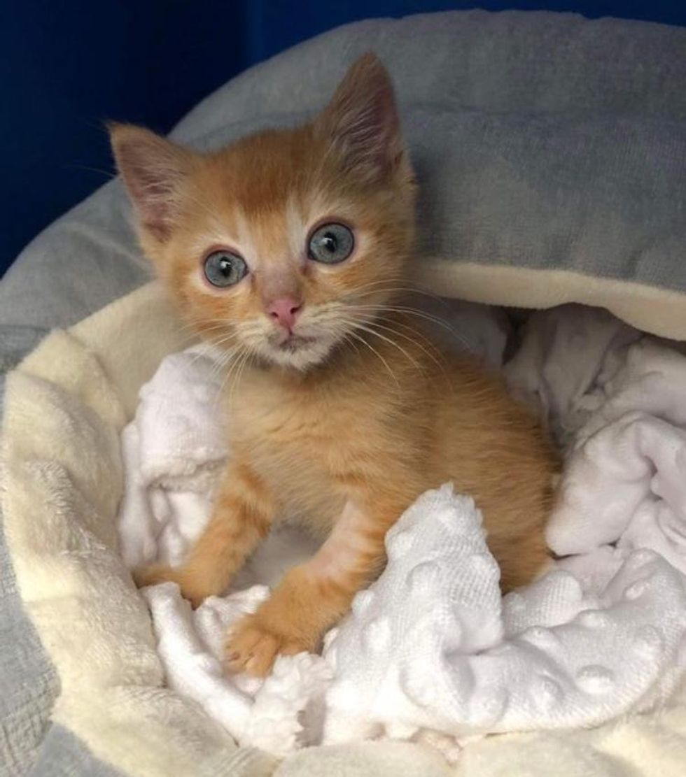 kitten kneading brushed  bed