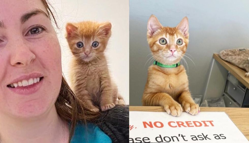 Kitten Comes to Vet Clinic for Help and Ends Up Running the Place like a Boss