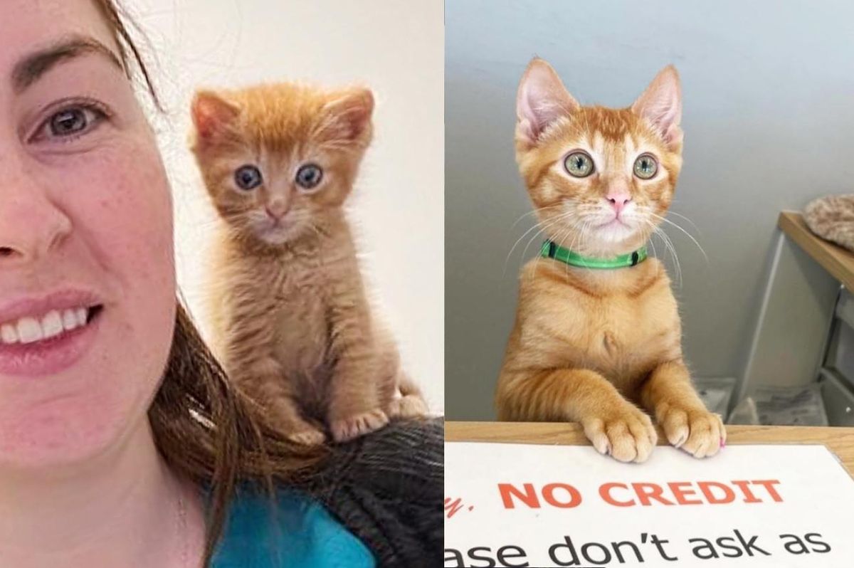Kitten Comes to Vet Clinic for Help and Ends Up Running the Place like a Boss