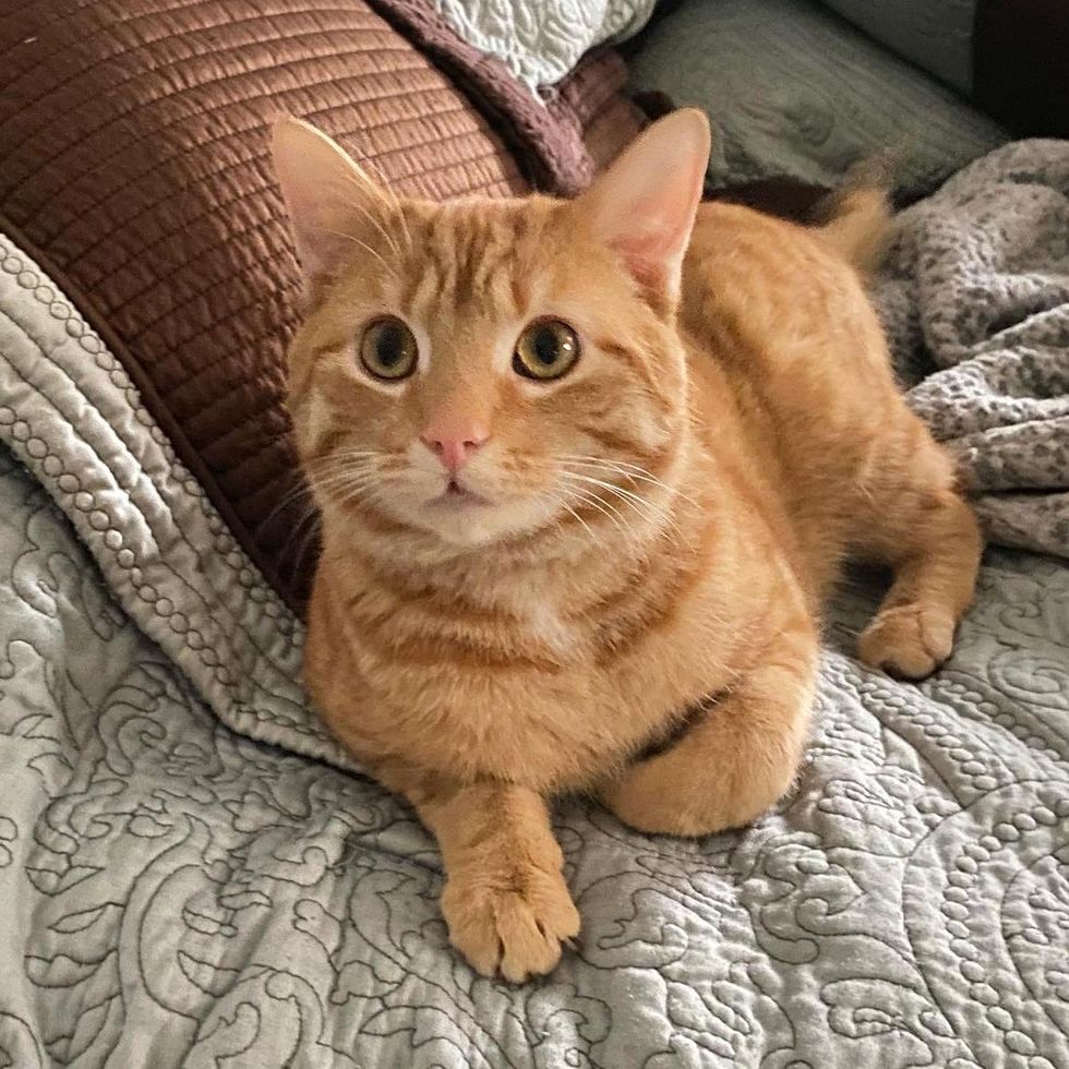 orange tabby cat cute