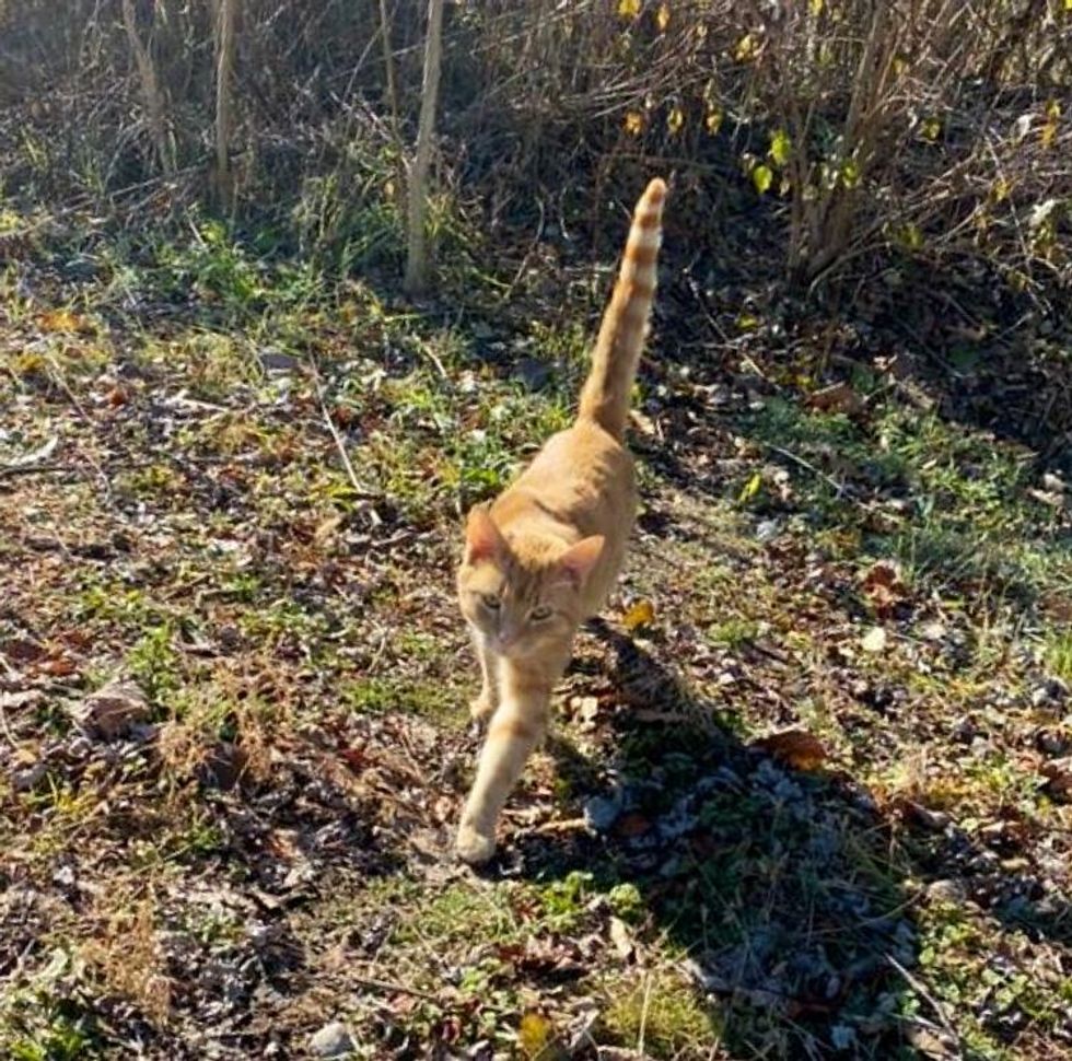 stray feline  orangish  tabby