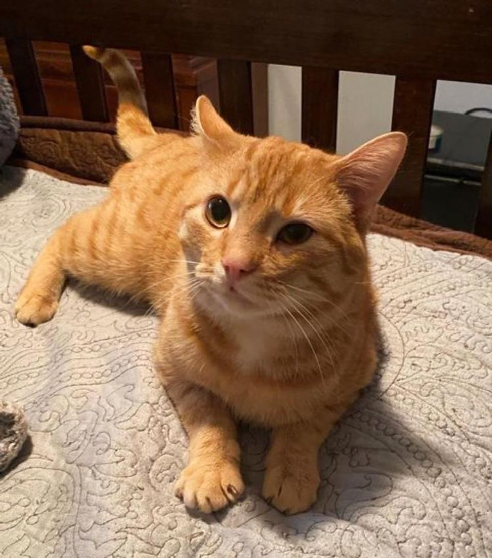 orange tabby feline  oliver