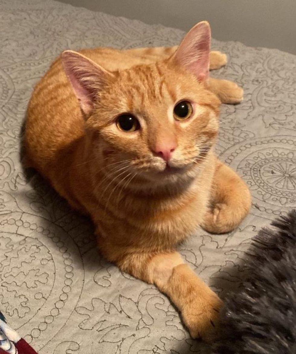 sweet orangish  tabby cat