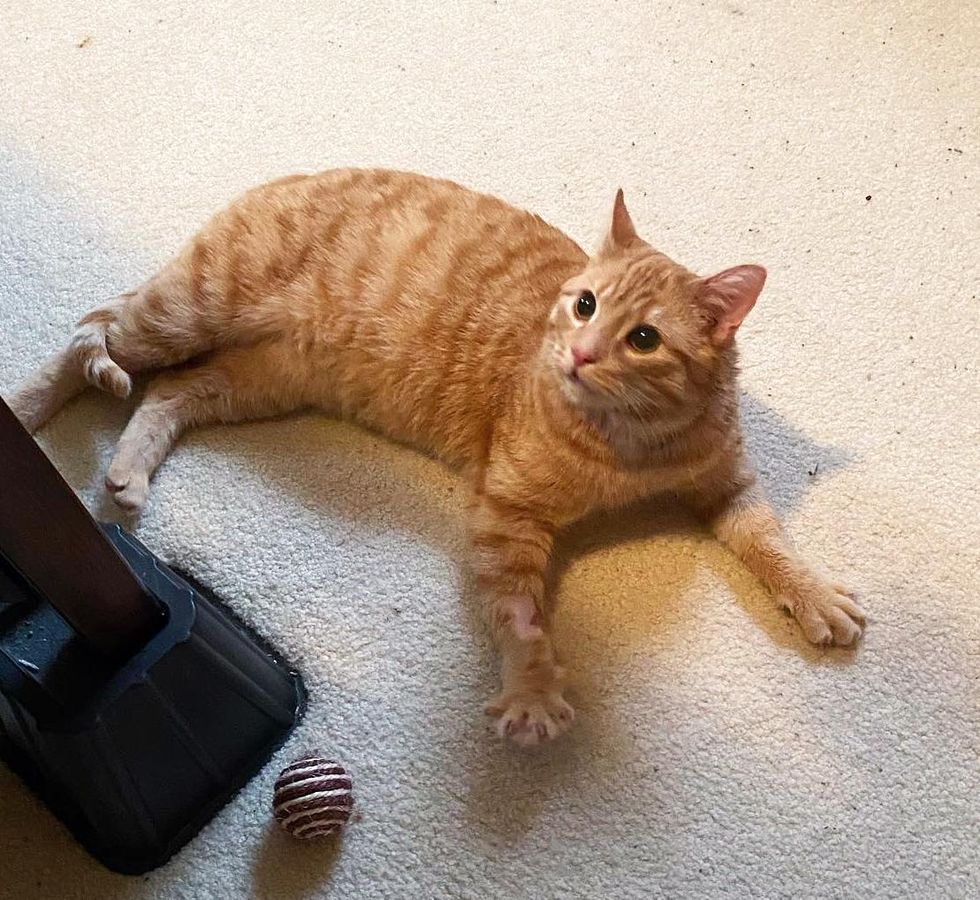 orange tabby cat paw