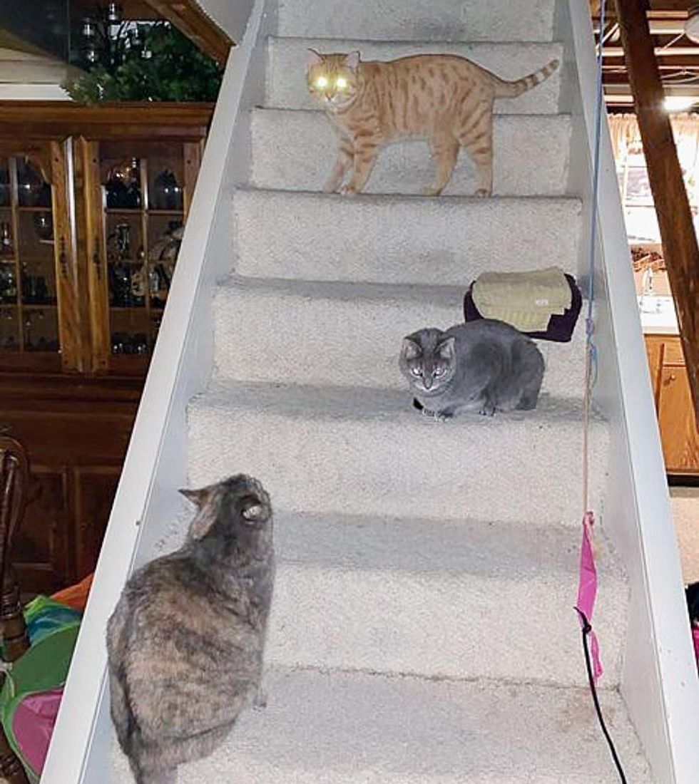 house cats