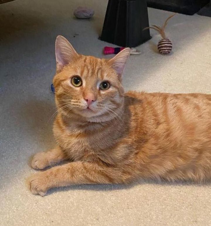 sweet handsome orange cat