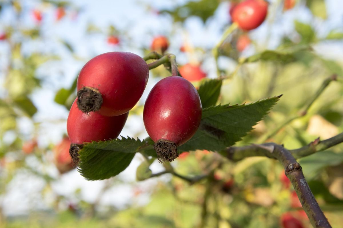 Rosa canina, il profumo del fiore del silenzio