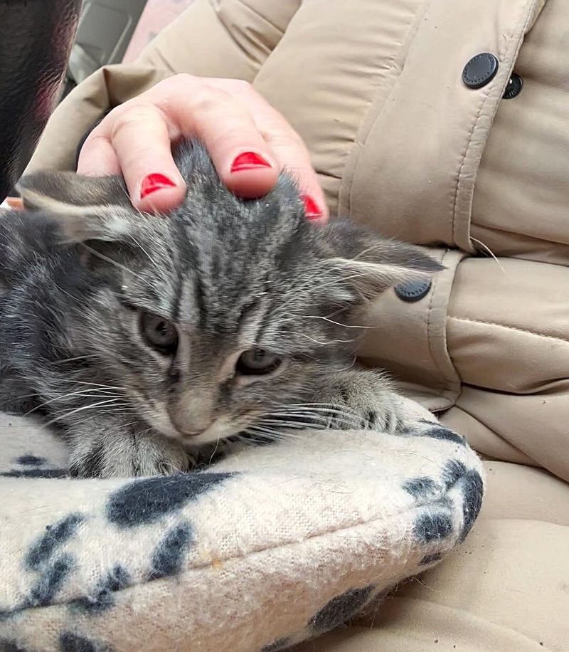 kitten resting on heat pad