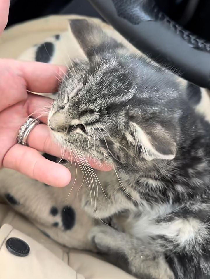 tabby kitten rescued