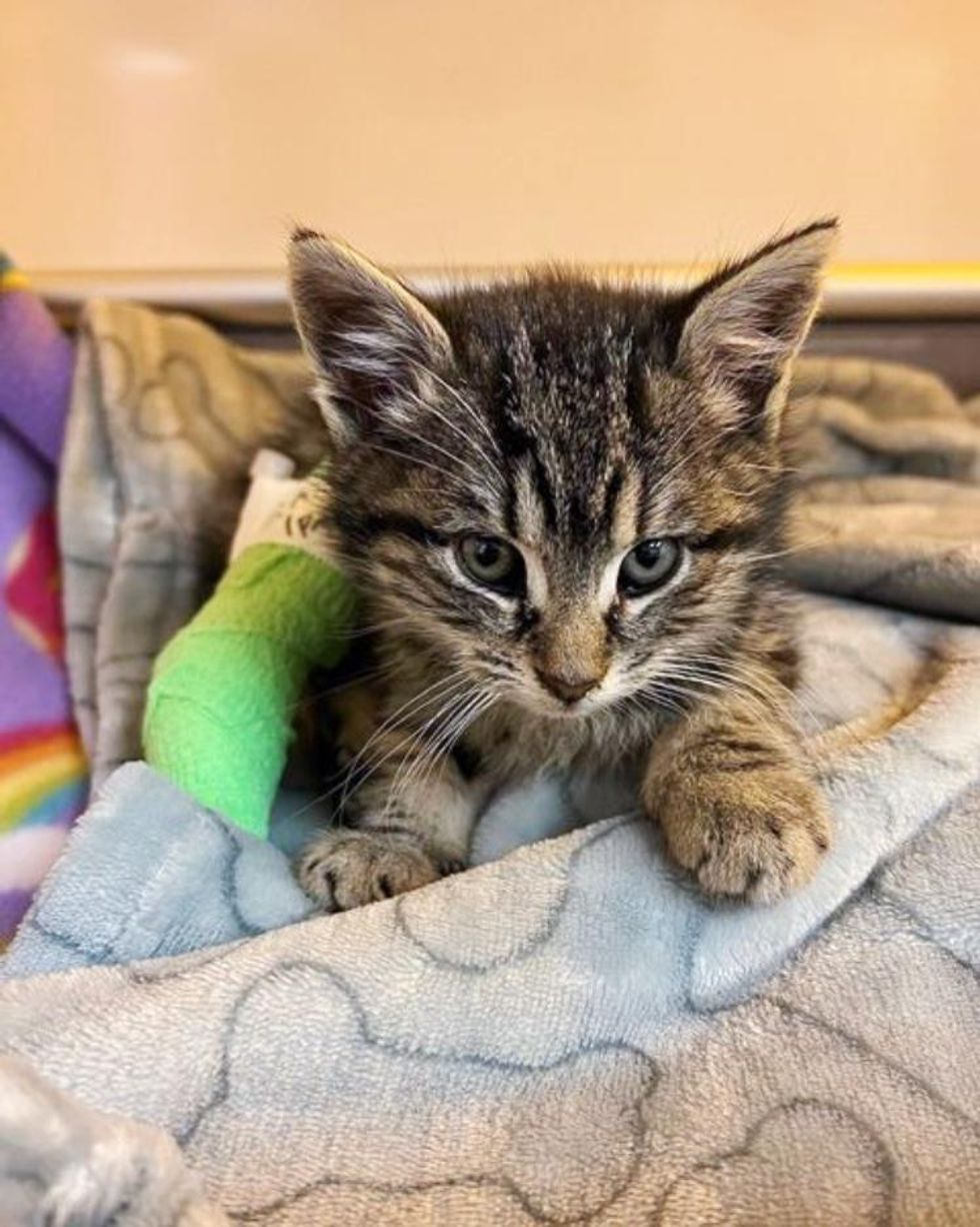 tabby kitten miracle