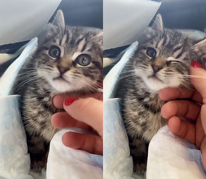 tabby kitten petting