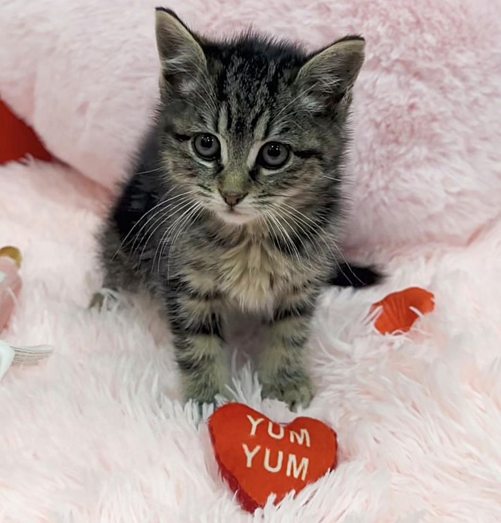 happy tabby kitten love