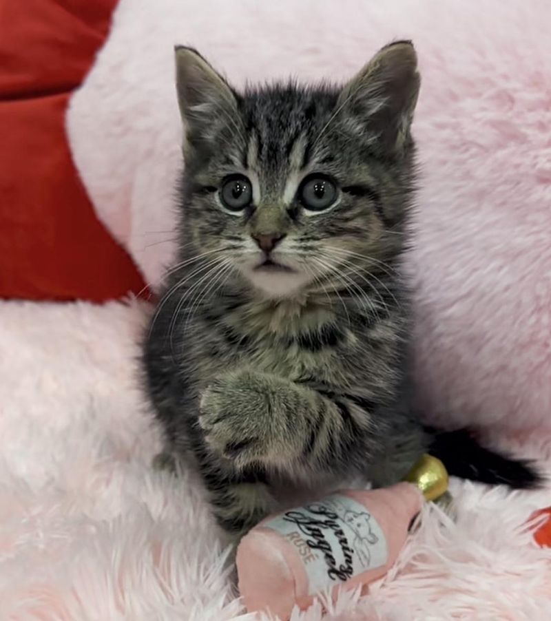 tabby kitten yankee