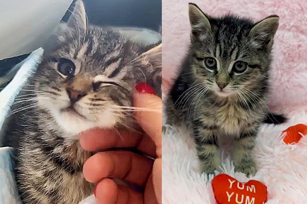 Kitten Bounces Back from Freezing in Abandoned House, Gains So Much Strength and a Very Happy Ending