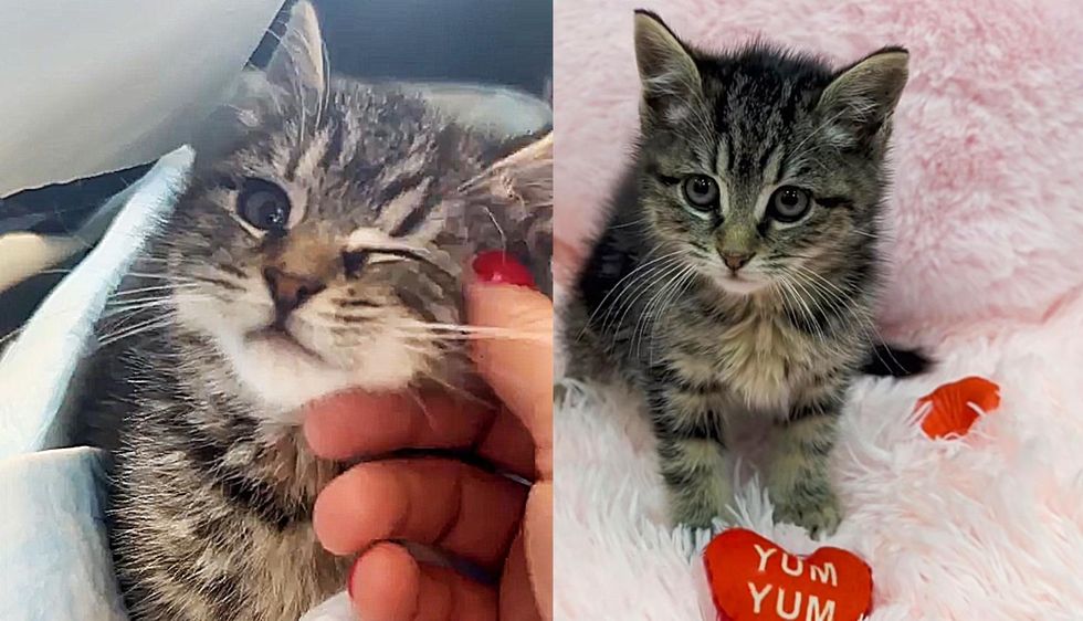 Kitten Bounces Back from Freezing in Abandoned House, Gains So Much Strength and a Very Happy Ending