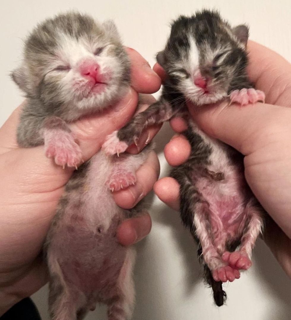 newborn kittens tiny