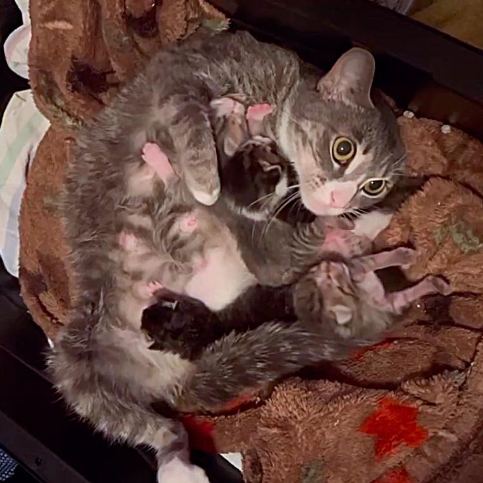 cat mom nursing kittens