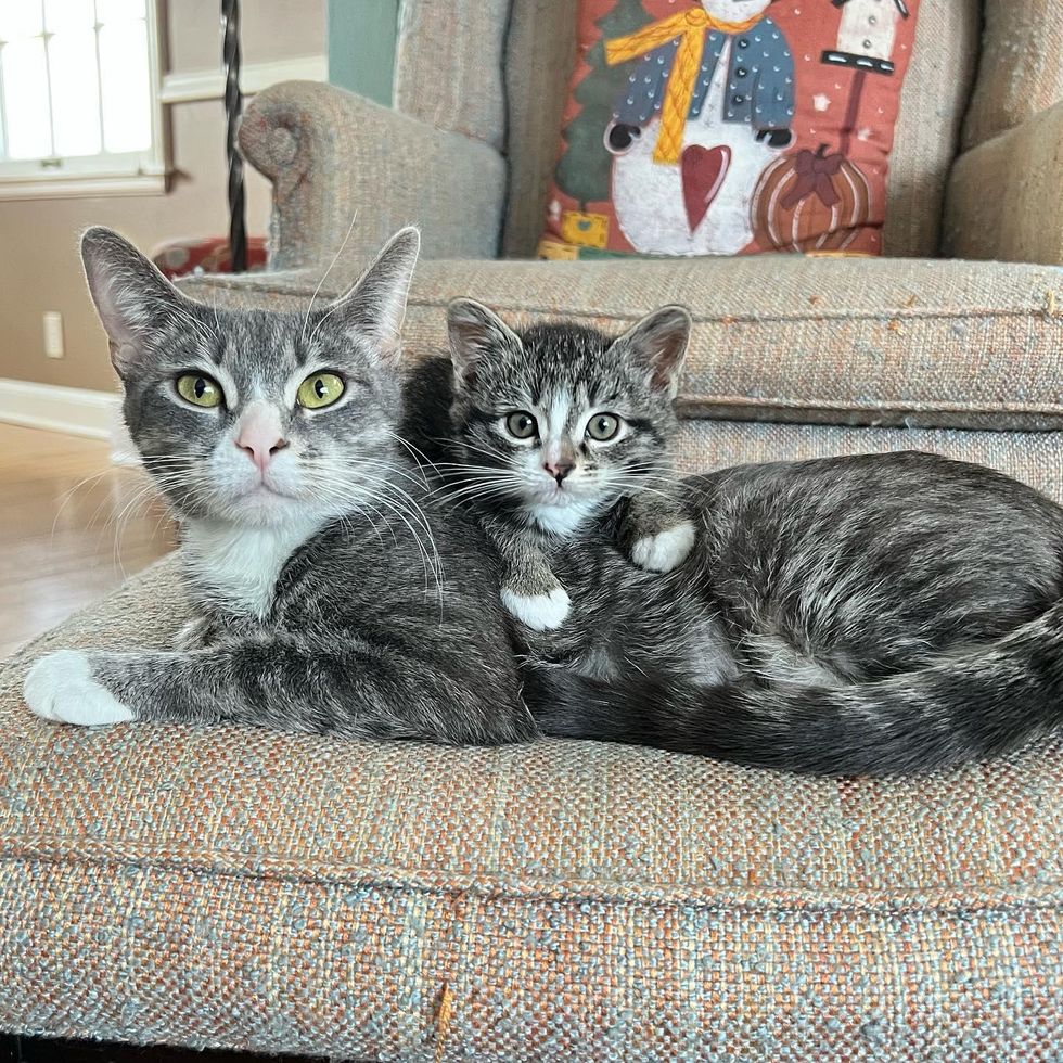 cat mom kitten snuggling