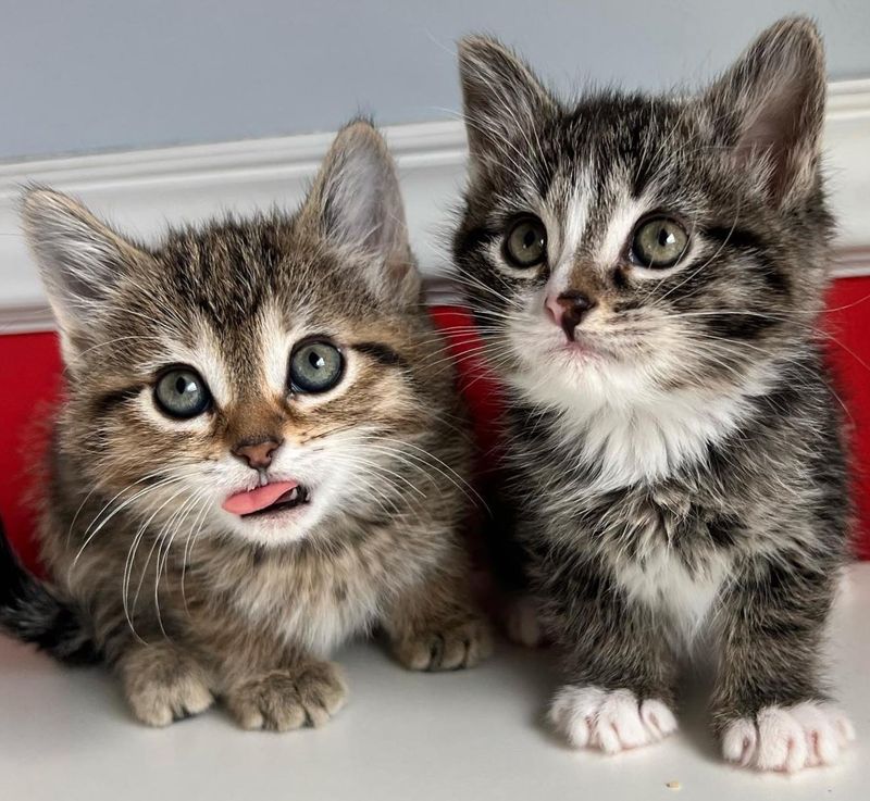 best friends kittens