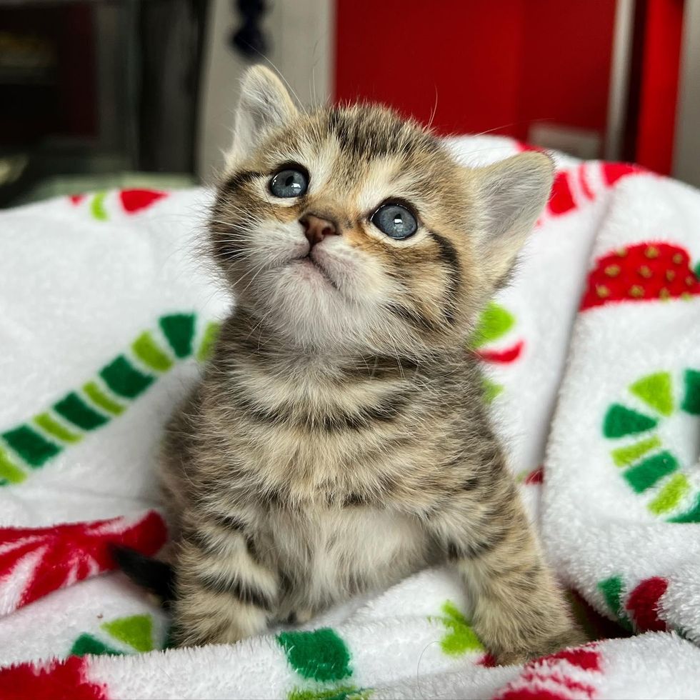 cute tabby kitten