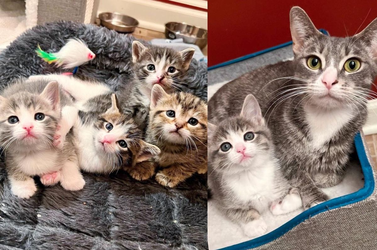 Cat Losing Her Home Finds Kind People to Take Her Just Days Before She Has Kittens