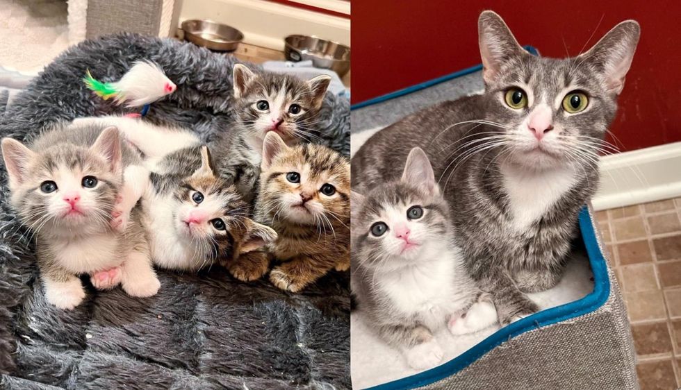 Cat Losing Her Home Finds Kind People to Take Her Just Days Before She Has Kittens