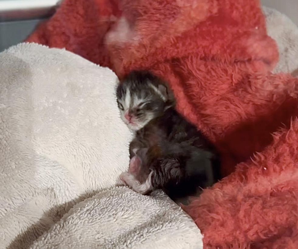 newborn kitten incubator