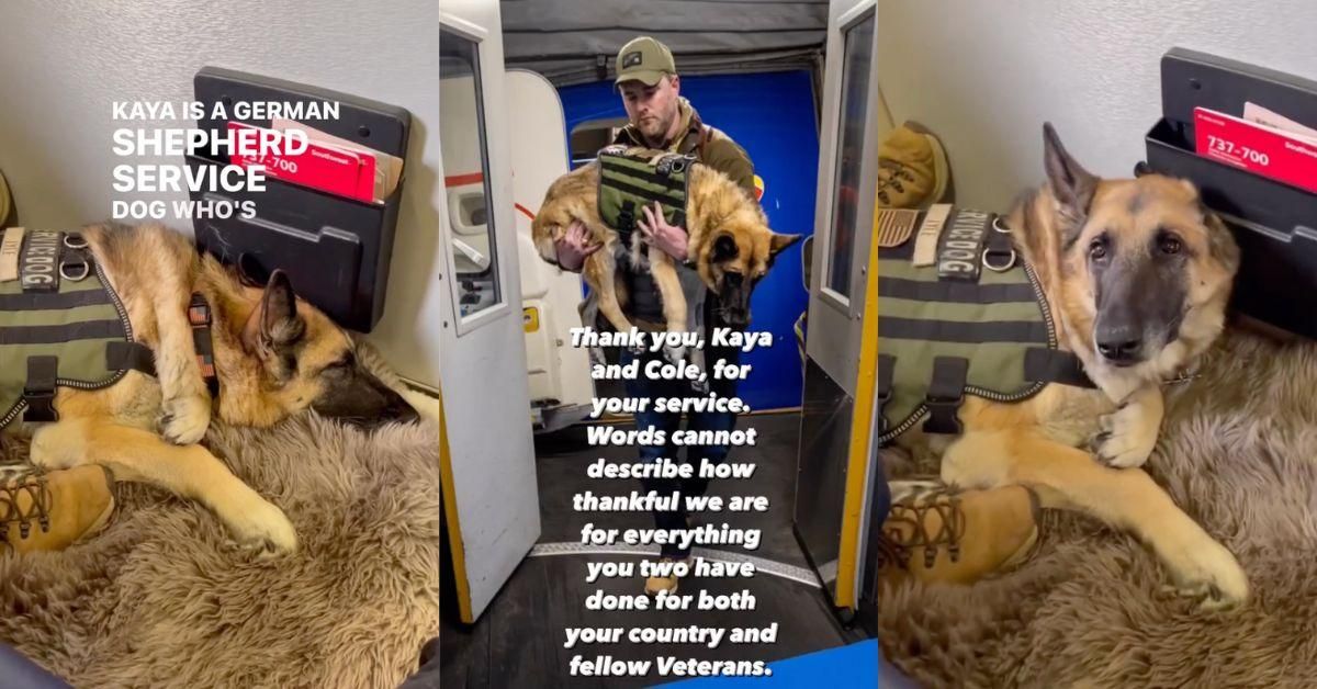 Images of Kaya the service dog and her handler Cole Lyle
