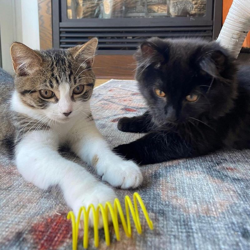 bonded kitten brothers