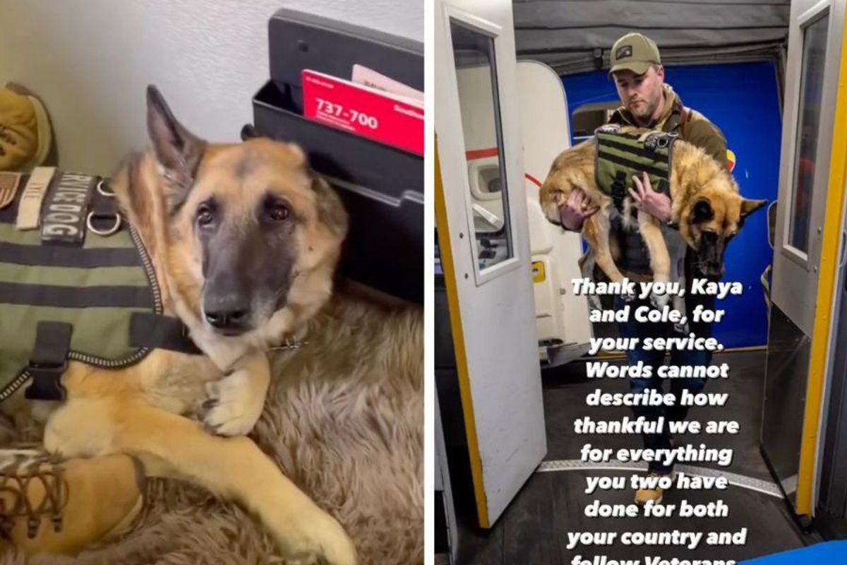 Service dog who inspired the PAWS Act takes one last flight - Upworthy