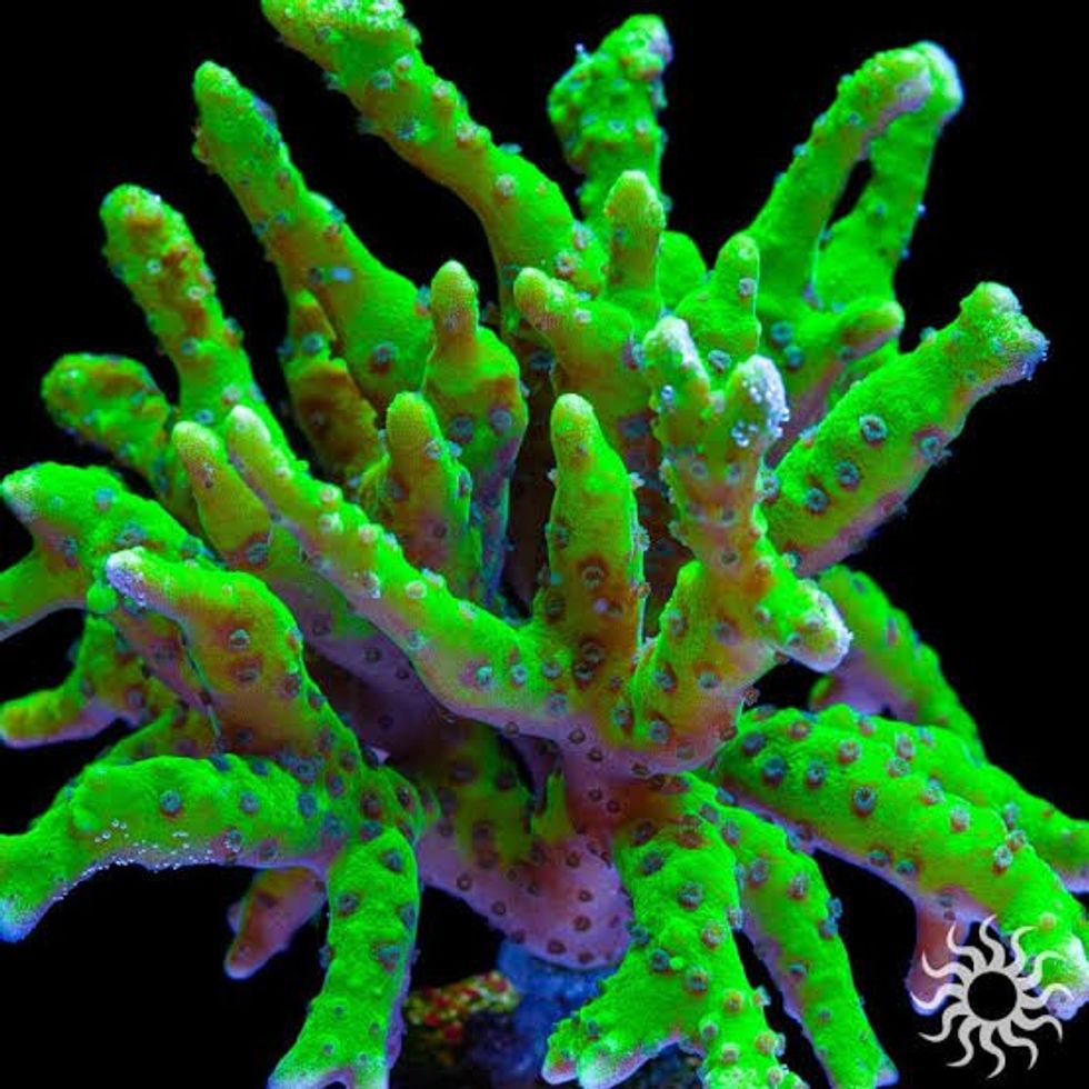 Corals For Sale