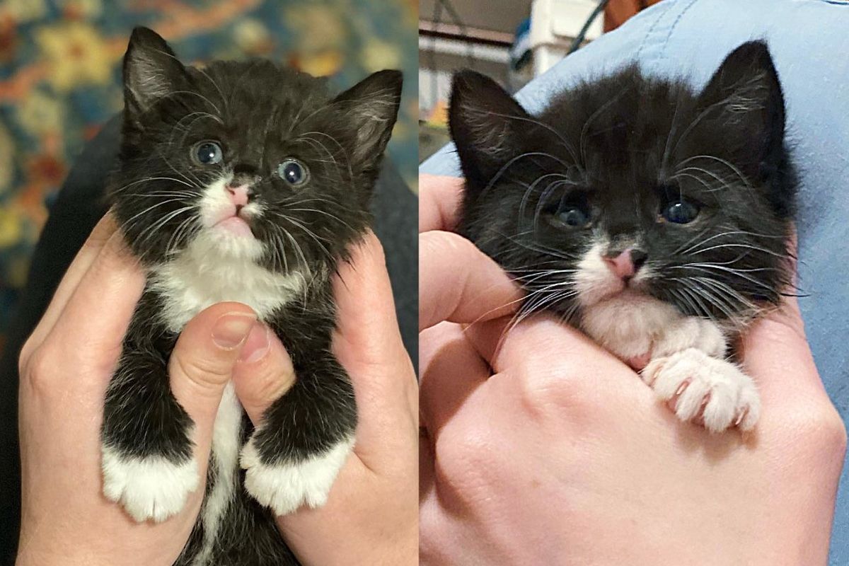 Kitten Born with Wobbly Feet Turns into Bundle of Energy Just Hours After He Left Shelter