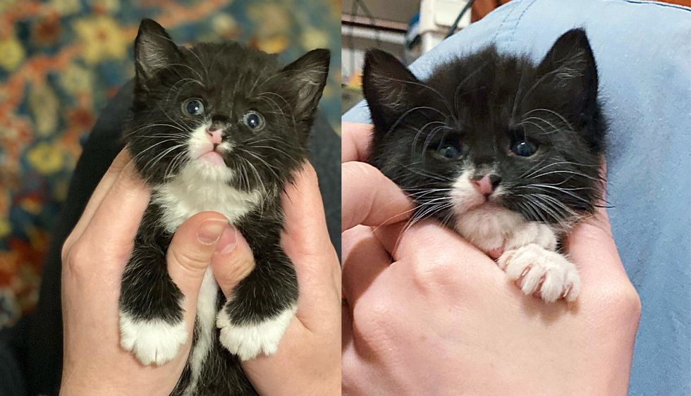 Kitten Born with Wobbly Feet Turns into Bundle of Energy Just Hours After He Left Shelter