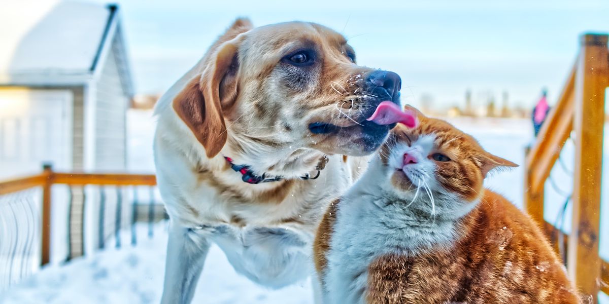 Yellow Labrador Retriever licks the face of an orange and white cat outside on a snowy porch