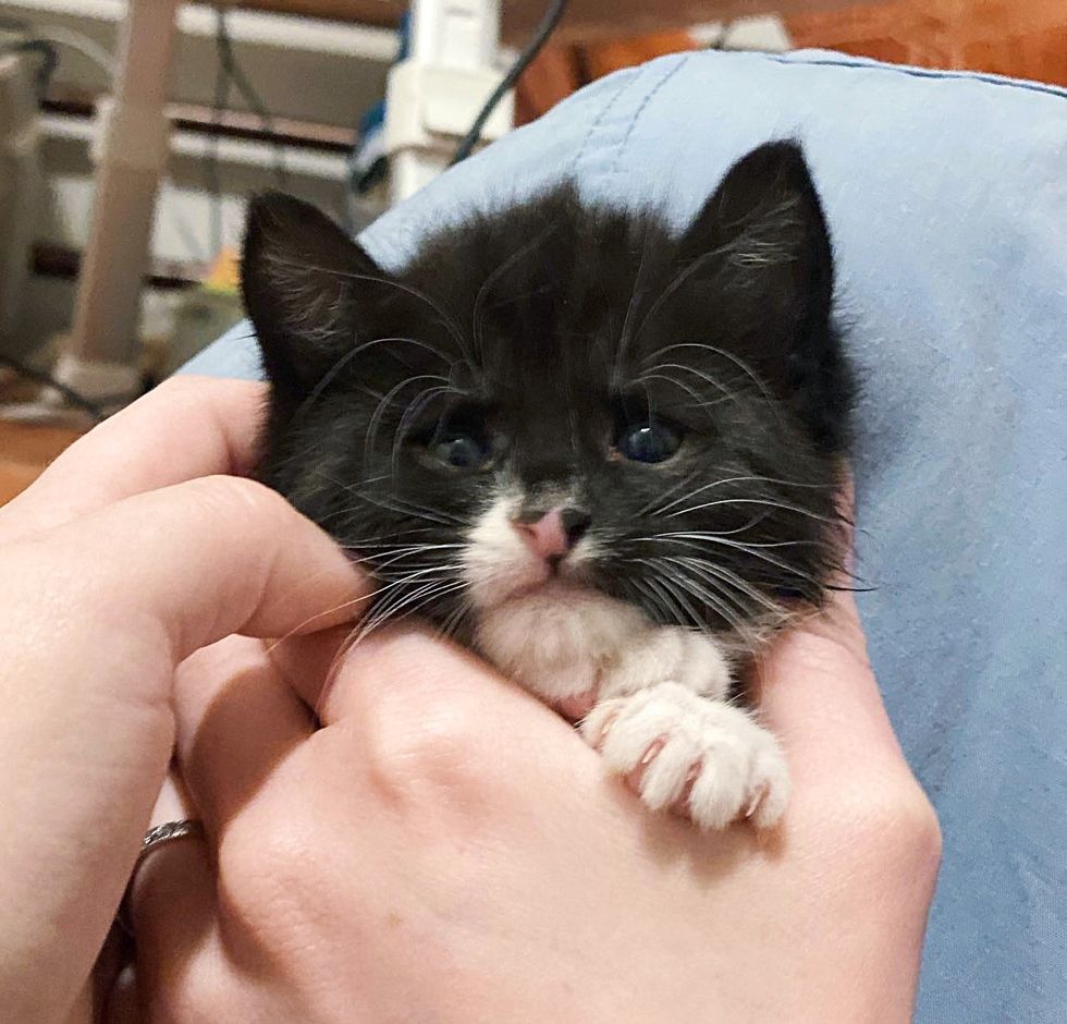 tuxedo kitten cute