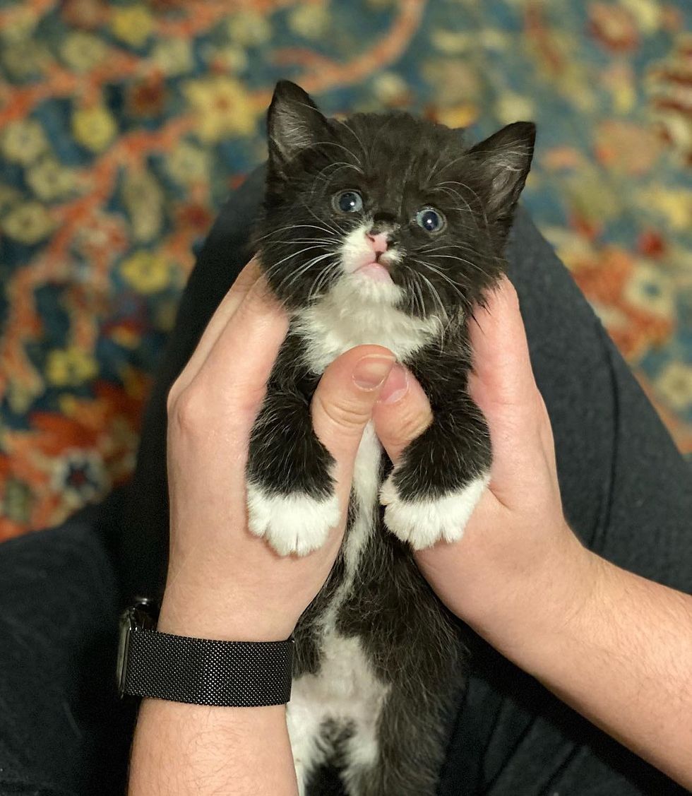 snuggly tuxedo kitten figaro