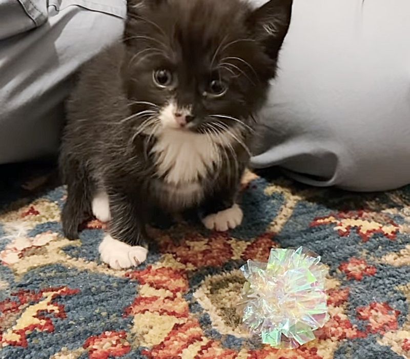 playful tuxedo kitten figaro