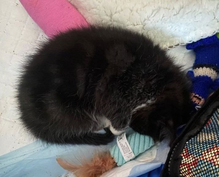 sleeping kitten tuxedo