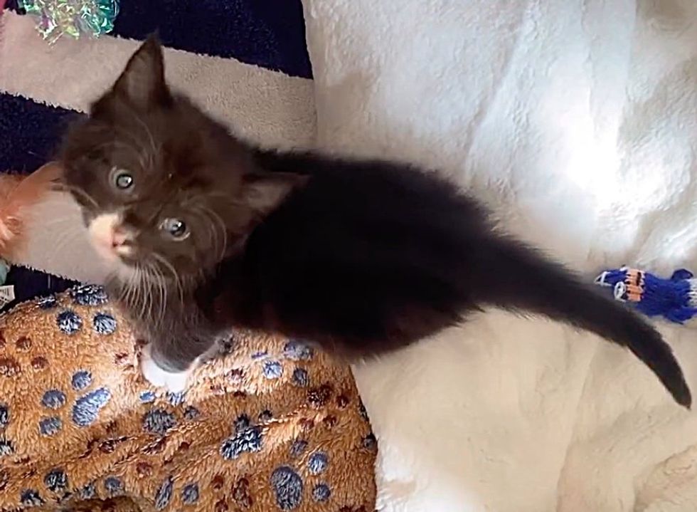 wobbly kitten figaro