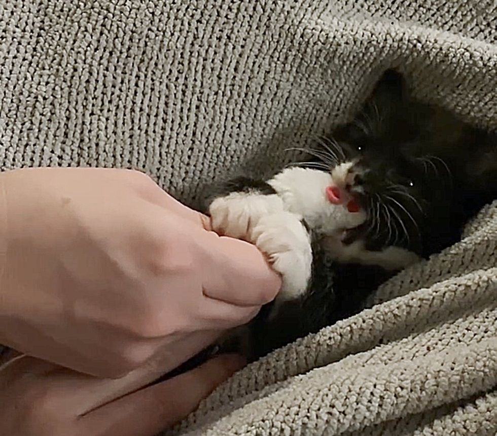 happy lap kitten playful