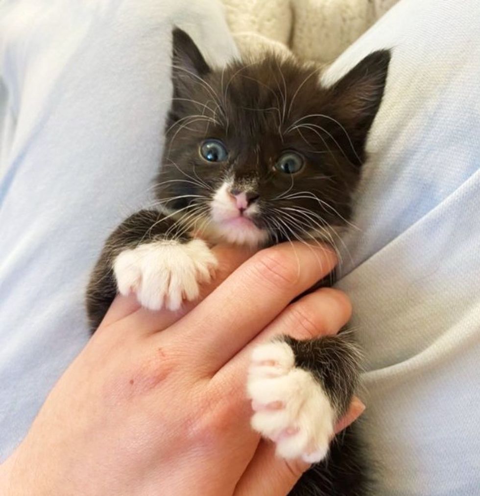 happy lap kitten figaro