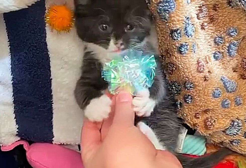 playful tuxedo kitten toy