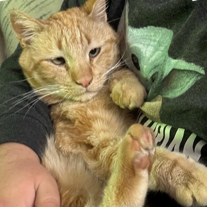 snuggly orange tabby cat