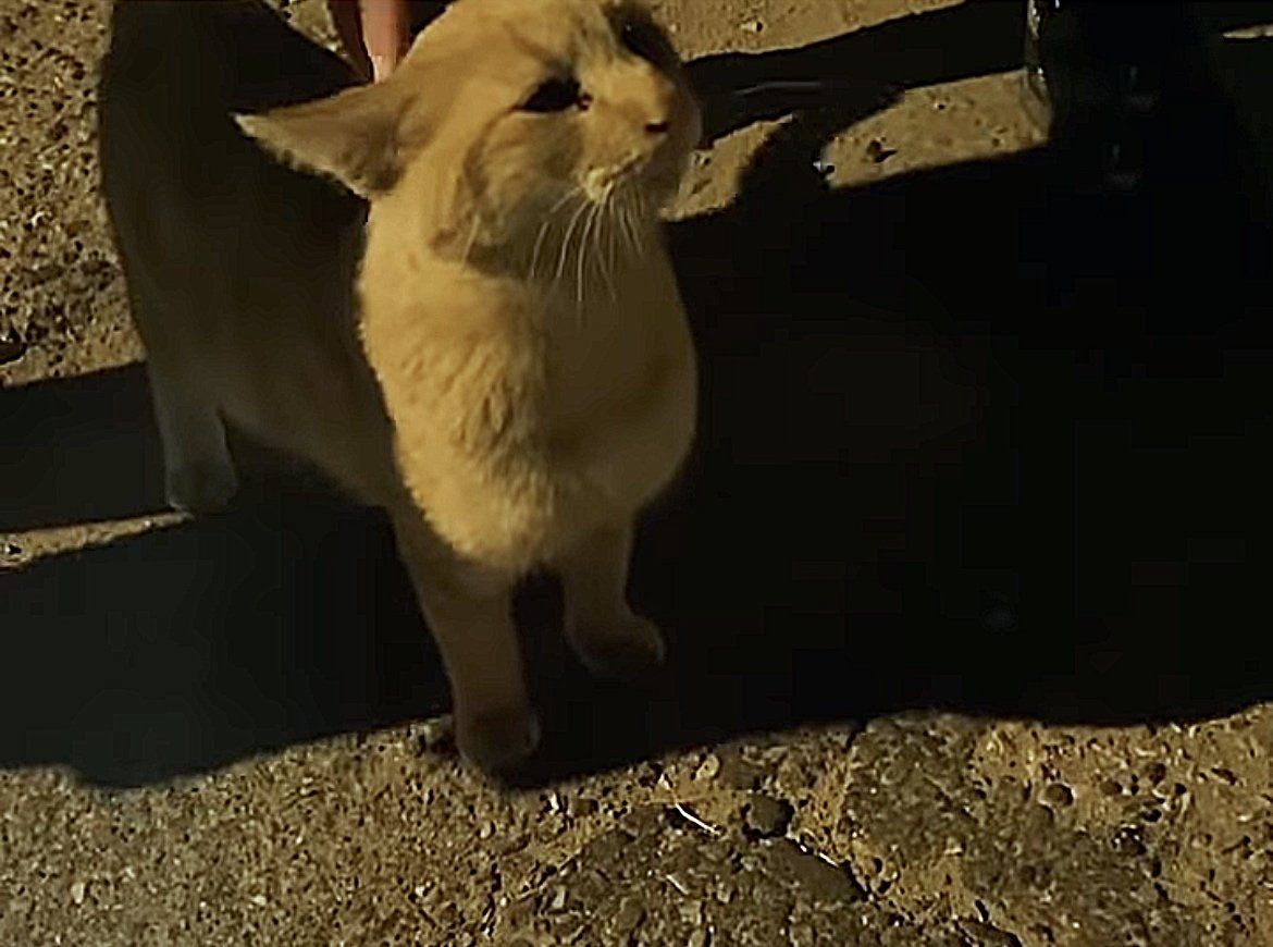 Cat Hangs Out Outside a House Every Day Until He Sets Paw Indoors